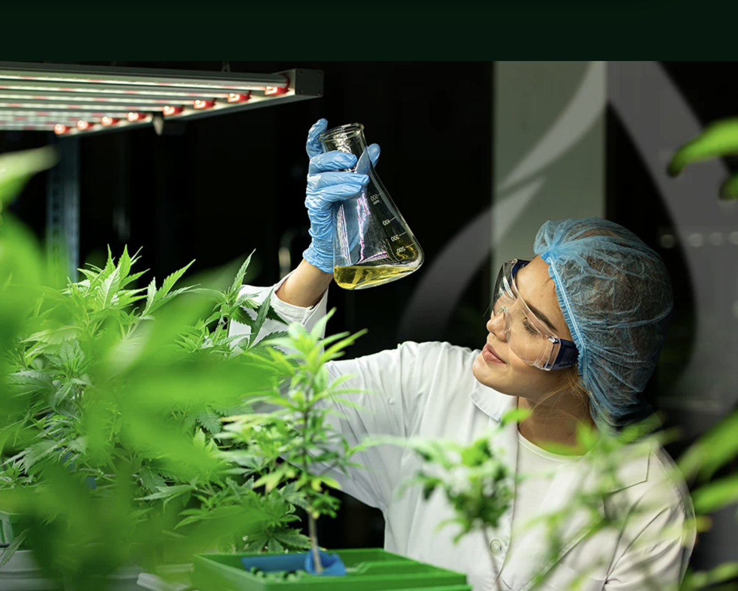 foto laboratorio aceite cannabis fábrica softcann mediroute Brasil